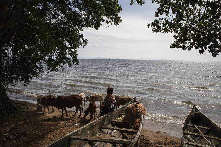 A imagem mostra uma cena à beira de um lago， onde algumas vacas estão próximas à água. Um homem， de costas， está em pé perto das vacas. Ao fundo， há um lago com ondas suaves e uma linha de árvores à esquerda. Dois barcos de madeira estão encostados na areia， e o céu está parcialmente nublado.