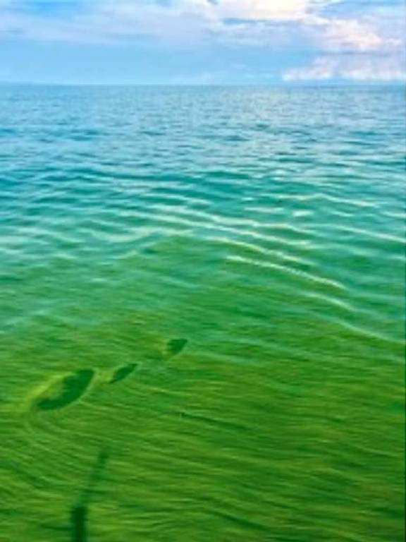 A imagem mostra uma vasta extensão de água do mar com tonalidades verdes e azuis. A superfície da água apresenta ondulações suaves， refletindo a luz do sol. O céu ao fundo é claro， com algumas nuvens dispersas.