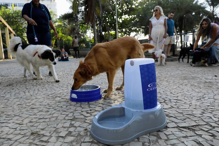 A imagem mostra um parque onde vários cães estão presentes. Um cão de pelagem dourada está se alimentando de um recipiente azul， enquanto outros cães e pessoas estão ao fundo. O ambiente é ao ar livre， com árvores e um piso de pedras. Um dos cães é de cor branca e está próximo ao cão dourado. As pessoas parecem estar acompanhando os cães.