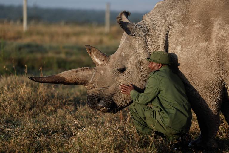 Um rinoceronte branco está próximo a um cuidador que está agachado ao lado dele， acariciando seu rosto. O cuidador veste um uniforme verde e parece estar em um ambiente natural， com grama e um fundo desfocado que sugere um espaço aberto.