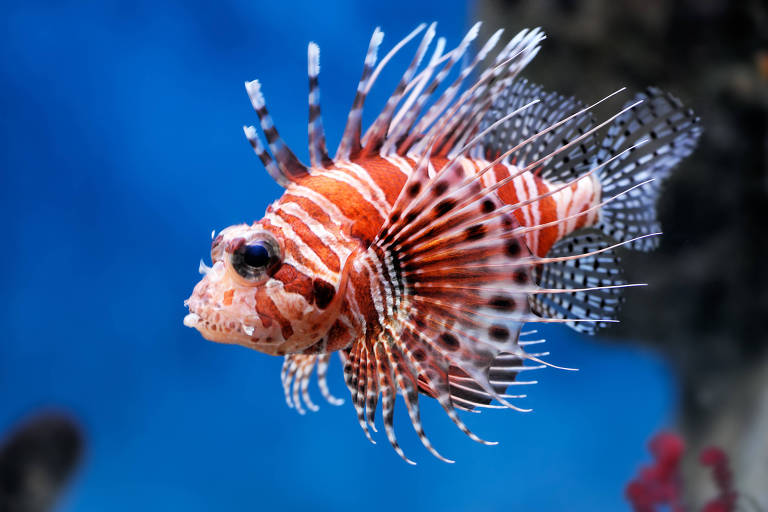 Um peixe-leão colorido， com corpo listrado em tons de laranja e branco， nadando em um fundo azul. Suas nadadeiras longas e espinhosas se destacam， criando um efeito visual impressionante.