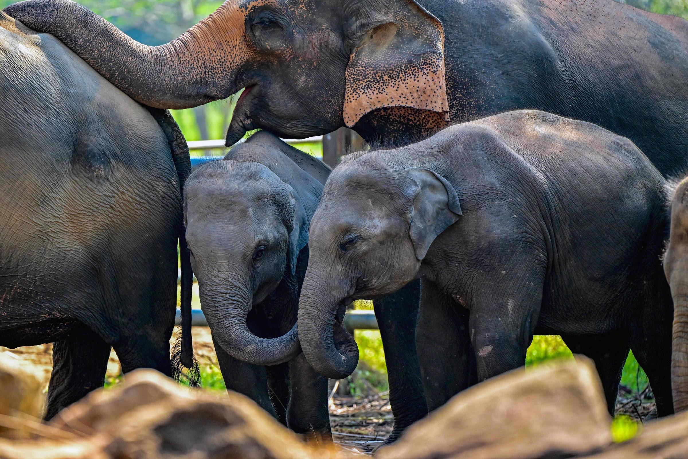 Primeiro orfanato de elefantes do mundo, no Sri Lanka, completa 50 anos; veja fotos