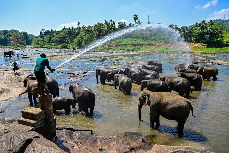 Primeiro orfanato de elefantes do mundo, no Sri Lanka, completa 50 anos