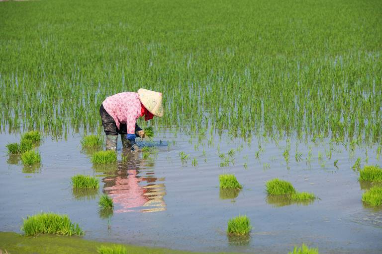 Uma pessoa está agachada em um campo de arroz， plantando mudas em um solo alagado. A vegetação ao redor é verde e exuberante， com fileiras de arroz em crescimento. A pessoa usa um chapéu de palha e roupas de proteção， e está parcialmente submersa na água.