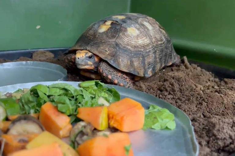 Uma tartaruga está em um ambiente com solo e um fundo verde. À sua frente， há um prato com vegetais， incluindo pedaços de abóbora， folhas verdes e cogumelos. A tartaruga tem uma carapaça marrom com manchas claras e parece estar observando a comida.