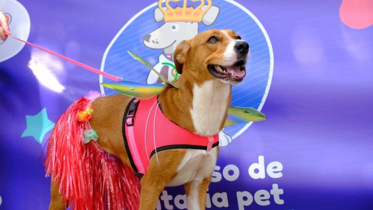 Um cachorro de pelagem marrom claro está posando para a foto， usando uma fantasia colorida. Ele está vestido com um colete rosa e uma saia feita de franjas vermelhas. O cachorro também tem asas de fada verdes. Ao fundo，n GO Red Tiger Gaming Experimente Grátis: Jogue o Demo do Fortune Tiger Agora!</a> há um banner com um desenho de um cachorro e o texto 039;Festival de Fantasia Pet039;.