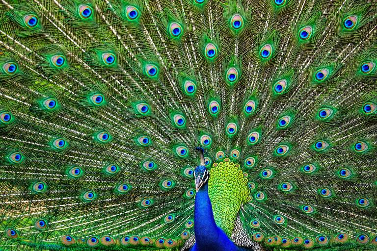 A imagem mostra um pavão com a plumagem totalmente aberta， exibindo uma variedade de cores vibrantes， incluindo azul， verde e detalhes em amarelo. O fundo é predominantemente verde， com padrões que se assemelham a olhos， característicos das penas do pavão.