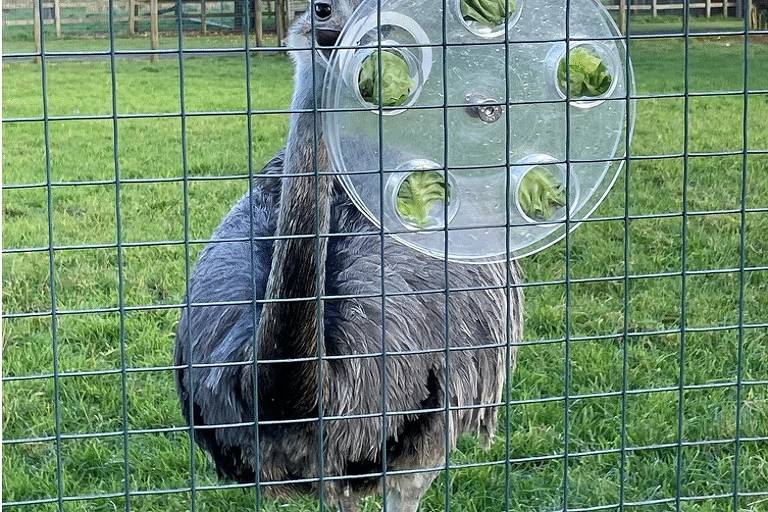 Um avestruz está se aproximando de uma cerca de arame， com um objeto circular transparente preso à sua cabeça. O fundo é um campo verde com grama， e há uma cerca de madeira ao fundo.