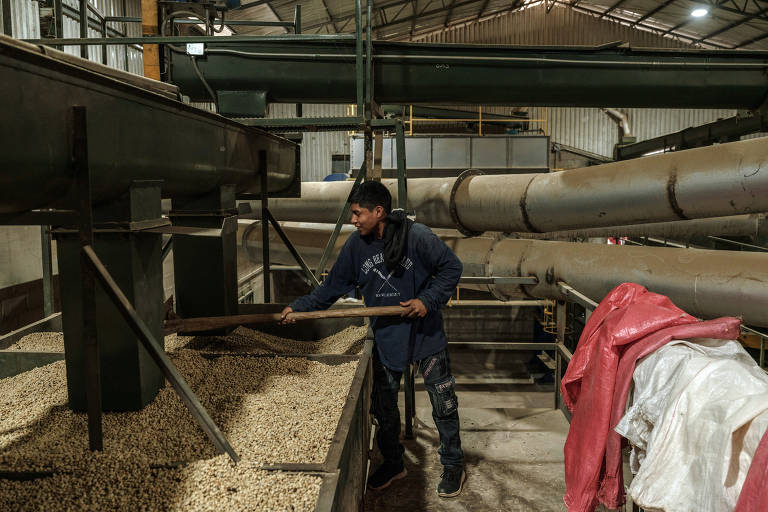 Um trabalhador está em uma fábrica， utilizando uma pá para mexer grãos ou produtos em uma superfície. O ambiente é industrial， com tubulações grandes visíveis ao fundo e uma estrutura metálica. O trabalhador usa uma camiseta de manga longa e calças jeans， e há um pano vermelho e outro material coberto ao lado.