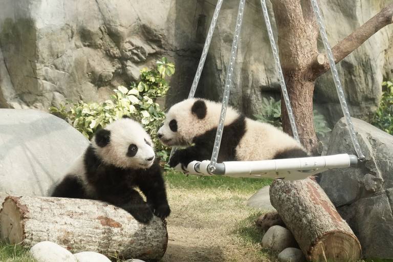 Filhotes de panda gigante são fotografados no Ocean Park Hong Kong, no sul da China