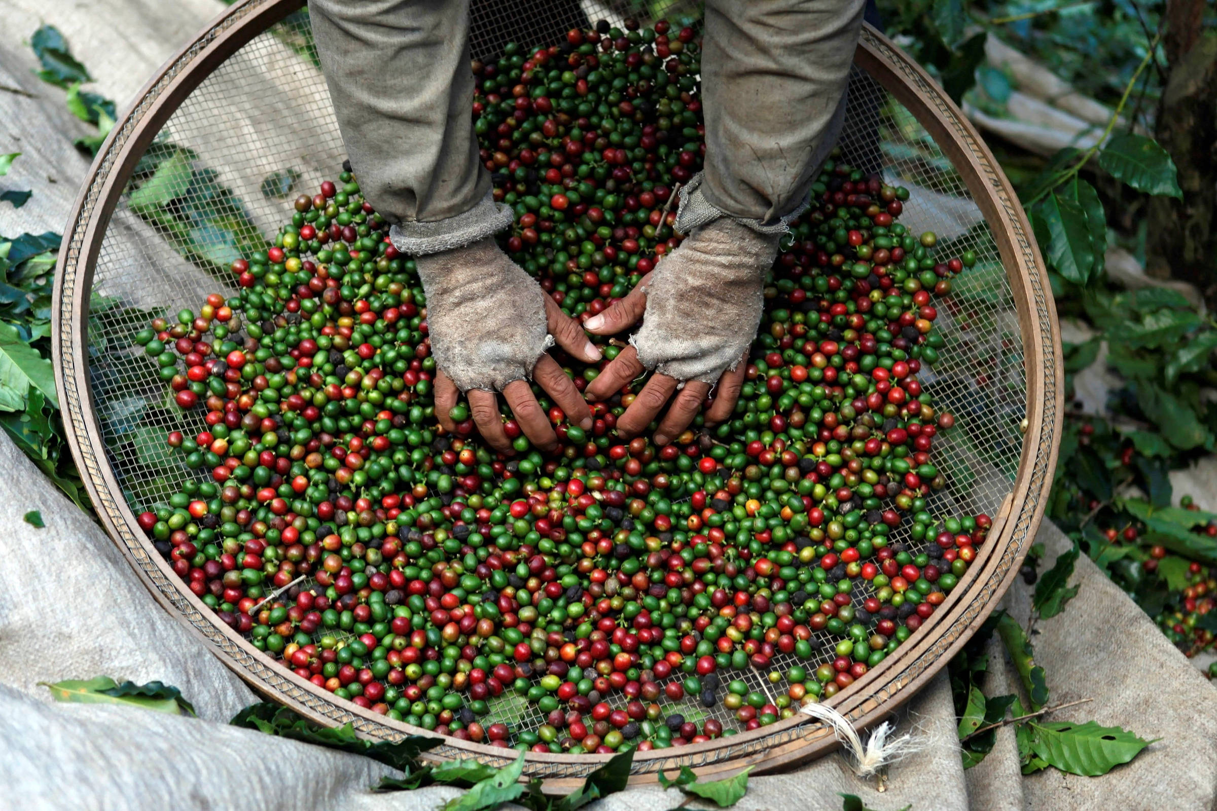 Importação de Café no Brasil: Desafios e Escassez Global em 2025