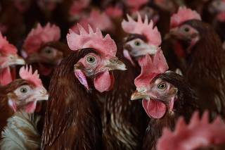 Poultry Farm Operates In California As Avian Flu Causes Egg Prices To Skyrocket