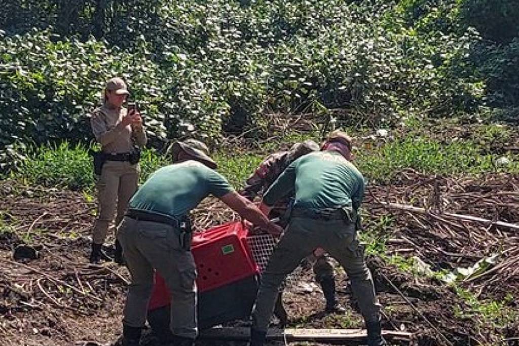 Capivara com arpão fincado no corpo é resgatada em Balneário Camboriú