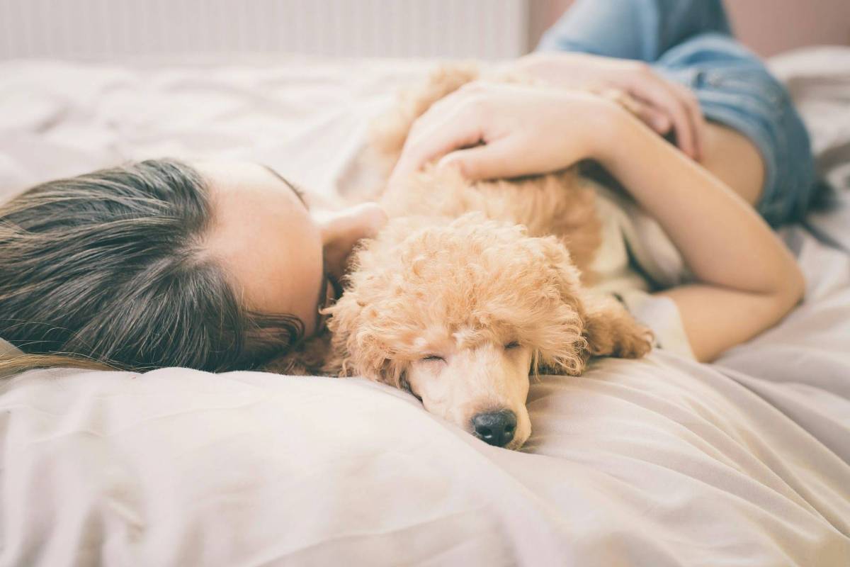 Pesquisa sobre sono dos cães indica que seu pet pode ser mais selvagem do que você pensa