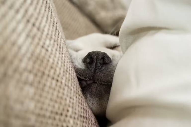 Um cachorro deitado e dormindo entre almofadas e cobertores. Apenas a parte do rosto do cachorro é visível， com o nariz preto e a boca ligeiramente aberta， mostrando os dentes. O ambiente é aconchegante， com texturas de tecido visíveis ao redor.