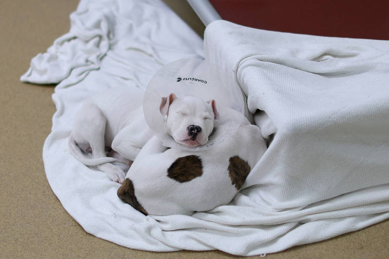 Na imagem， dois cachorrinhos estão dormindo em um local coberto por um lençol branco. Um dos cachorrinhos， que está usando um colar elizabetano， está deitado sobre o outro， que tem uma mancha marrom nas costas. O ambiente parece ser uma área interna， com um piso claro e um objeto vermelho ao fundo.