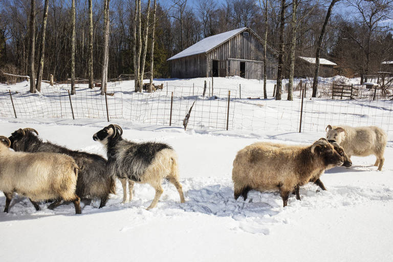 Um grupo de ovelhas caminha sobre a neve em um campo. Ao fundo， há um celeiro de madeira e árvores sem folhas， indicando um ambiente de inverno. A neve cobre o solo， e as ovelhas têm pelagens de cores variadas， incluindo branco e preto.