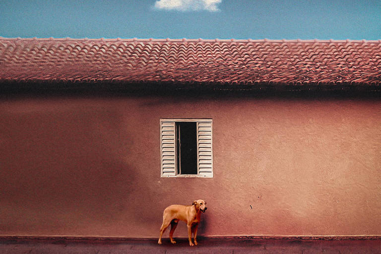 A imagem mostra um cão de cor dourada em pé em frente a uma casa de parede marrom. A casa possui um telhado de cerâmica e uma janela com persianas brancas. O céu é azul claro com uma pequena nuvem branca.