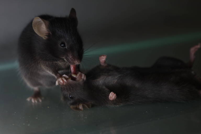 A imagem mostra dois ratos em um ambiente controlado. Um rato está em pé, lambendo o outro que está deitado de costas. Ambos os ratos têm pelagem escura e estão em uma superfície clara.