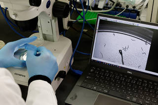 Hirotsu Bio Science Chief Technical Officer Eric Di Luccio examines nematodes in a petri dish during a photo opportunity at the company?s lab in Fujisawa