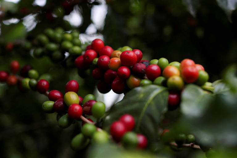 A imagem mostra um ramo de planta de café com grãos em diferentes estágios de maturação. Os grãos variam em cores, incluindo verde, vermelho e laranja, com alguns grãos ainda imaturos e outros prontos para a colheita. As folhas da planta são verdes e estão visíveis ao fundo.