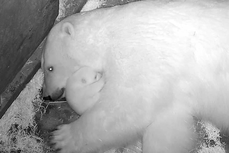 A imagem mostra um urso polar deitado em um ambiente com palha. O urso está de lado, com um filhote aconchegado próximo ao seu corpo. A cena é em preto e branco, destacando a pelagem branca do urso e a suavidade do filhote.