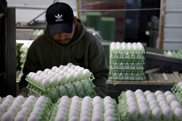 Um homem está organizando bandejas de ovos em uma fábrica. Ele usa um moletom verde e um boné preto da marca Adidas. As bandejas são de cor verde e estão cheias de ovos brancos. O ambiente parece ser uma área de produção com equipamentos ao fundo.