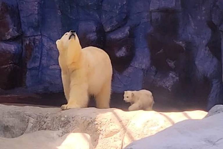 A imagem mostra um urso polar adulto em pé， olhando para cima， ao lado de um filhote de urso polar que está caminhando. O fundo é uma parede rochosa de cor azul e marrom， e a iluminação é suave， destacando os ursos.