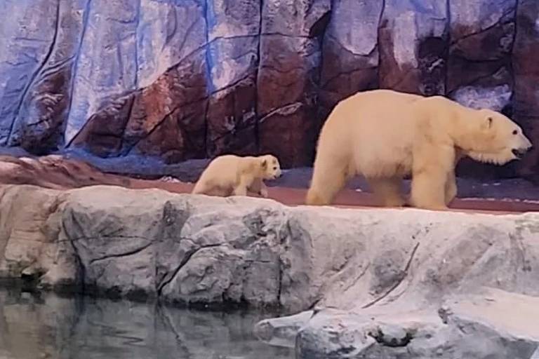 A imagem mostra um urso polar adulto caminhando ao lado de um filhote em um ambiente que simula um habitat ártico. Ao fundo， há uma parede de rochas e uma superfície de água clara na frente dos ursos.