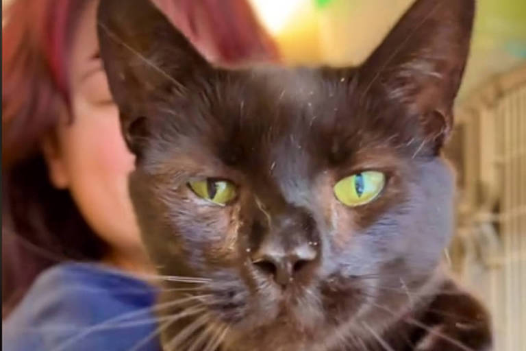 A imagem mostra um gato preto com olhos verdes sendo segurado por uma pessoa. A pessoa está vestindo um moletom azul e seu rosto não é totalmente visível, pois está parcialmente coberto pelo gato. O fundo da imagem sugere um ambiente interno, possivelmente um abrigo de animais.