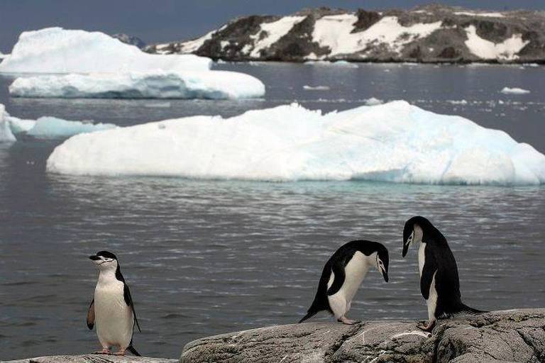 A imagem mostra três pinguins em uma costa rochosa， com gelo flutuante no mar ao fundo. Dois pinguins estão inclinados， aparentemente observando algo no chão， enquanto um terceiro pinguim está de pé， olhando para a esquerda. O cenário é de um ambiente antártico， com montanhas cobertas de neve ao fundo.