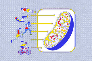 Enthusiasts claim that long, slow workouts could be the key to longevity and better health. (Petra Pterffy/The New York Times)
