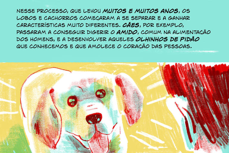 A imagem apresenta um layout dividido em duas partes， com várias ilustrações e blocos de texto coloridos. As seções incluem desenhos de animais， como cães e ursos， além de figuras humanas em cenários variados. As cores predominantes são vermelho， verde， amarelo e azul， com textos explicativos em fundo colorido， destacando diferentes temas relacionados aos animais e à natureza.