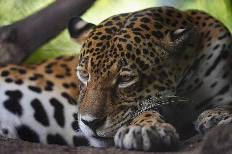 A imagem mostra uma onça-pintada descansando. O animal está deitado, com a cabeça apoiada nas patas dianteiras. Seu pelo é caracterizado por manchas pretas em um fundo amarelo, e seus olhos estão fixos em um ponto à frente. O ambiente ao redor é natural, com vegetação ao fundo.