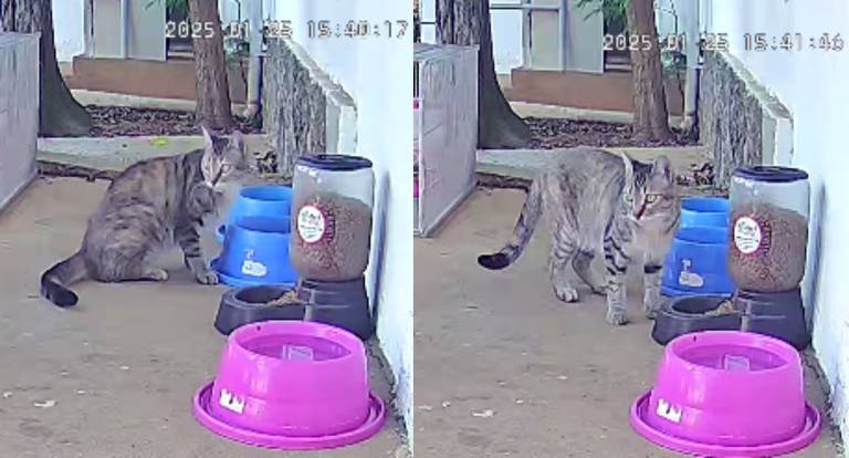 A imagem mostra um gato em uma área externa, próximo a um comedouro e um bebedouro. O gato está sentado à esquerda, olhando para o comedouro azul, enquanto à direita ele está em pé, com a cabeça voltada para o bebedouro. O chão é de terra batida e há uma tigela rosa no primeiro plano.