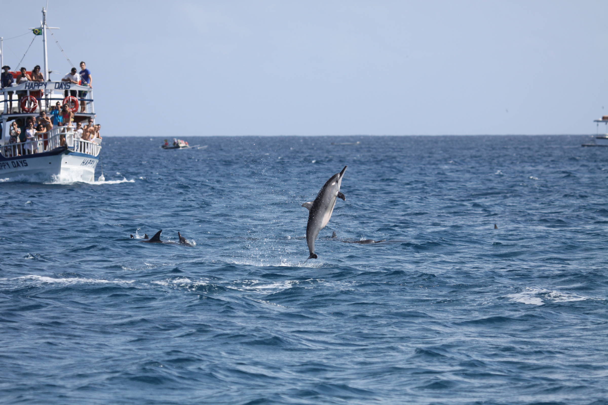 Golfinhos de Fernando de Noronha mudam hábitos devido a aumento de barcos e turistas