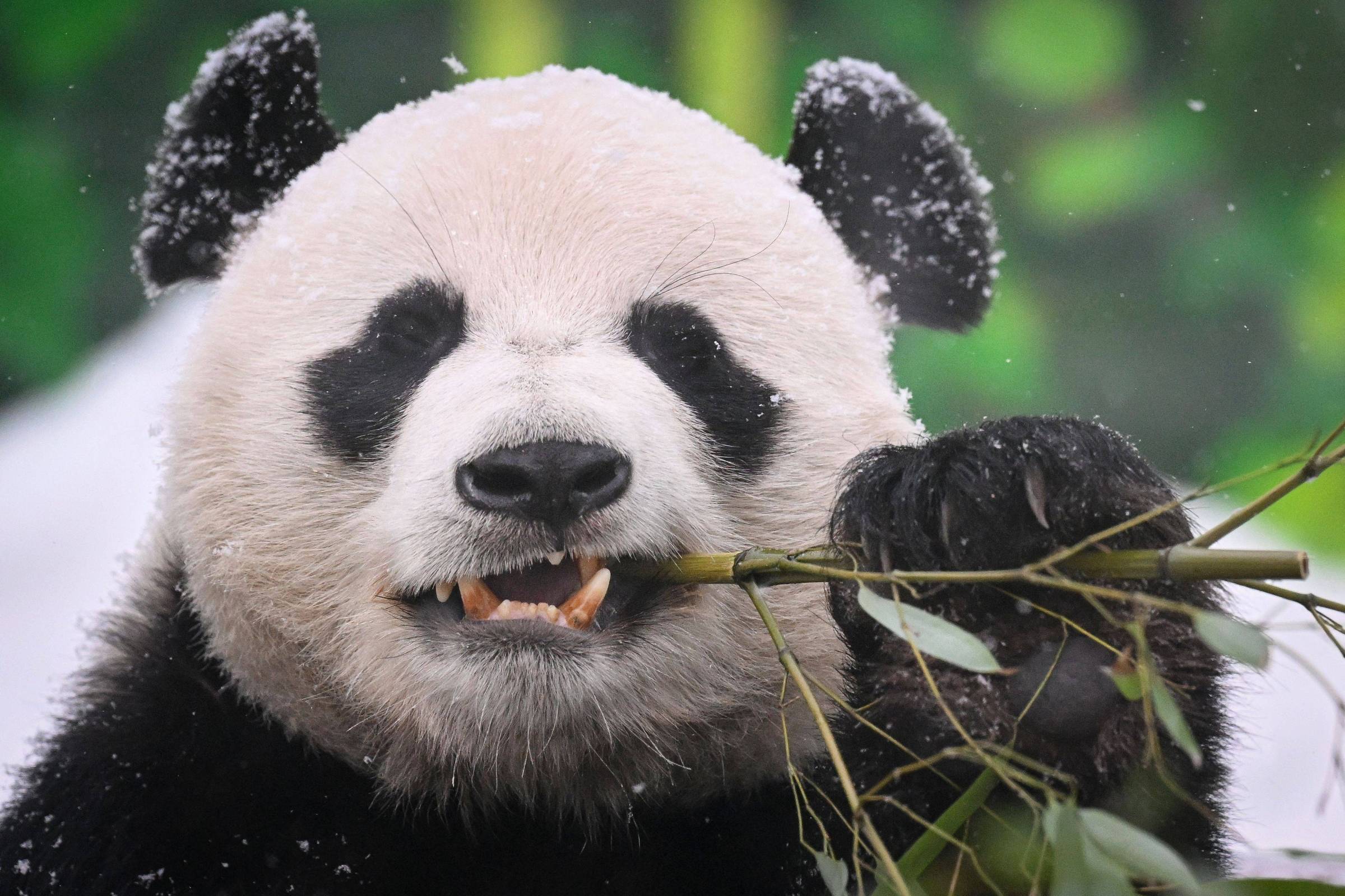 Proteínas do bambu regulam organismo de pandas e favorecem dieta adaptada à planta