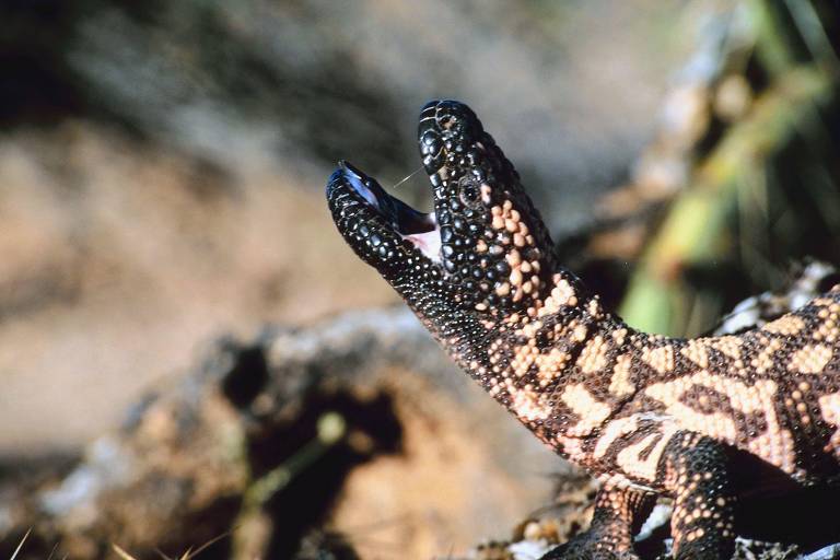 A imagem mostra um lagarto com uma pele escamosa, apresentando padrões de cores que variam entre o preto e o marrom. O lagarto está com a boca aberta, revelando a língua. O fundo é desfocado, sugerindo um ambiente natural.