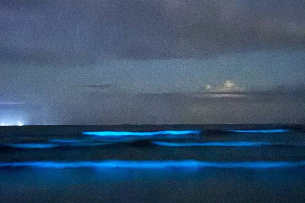 'Onda azul' é vista em Ubatuba (SP) devido ao fenômeno da bioluminescência; veja fotos