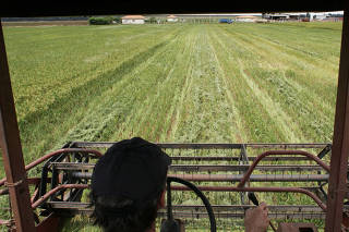 Colheita de arroz em Sorriso, Mato Grosso