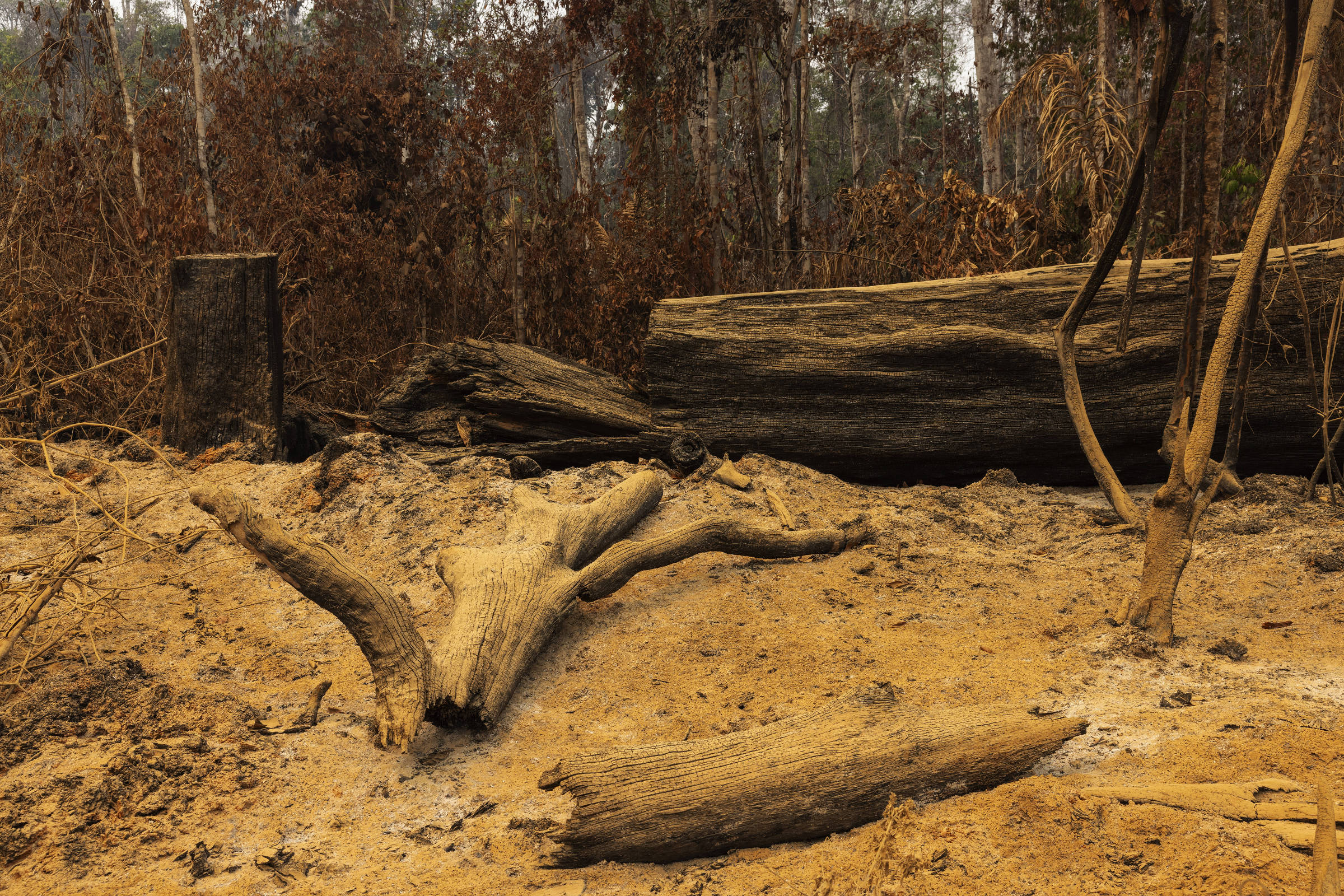 Desmatamento na amazônia em fevereiro é o menor já registrado para o mês