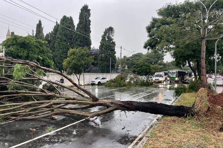 Árvore cai na avenida Doutor Arnaldo, em São Paulo, após forte chuva na tarde desta quarta-feira (12)
