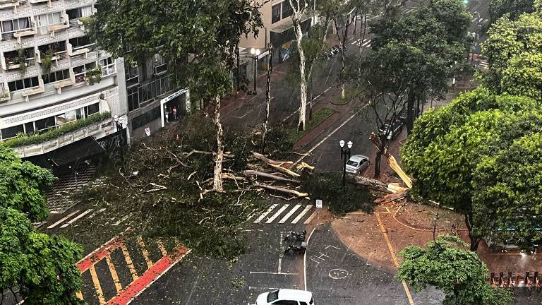 Arvore caída no Largo do Arouche, na República, durante temporal em São Paulo