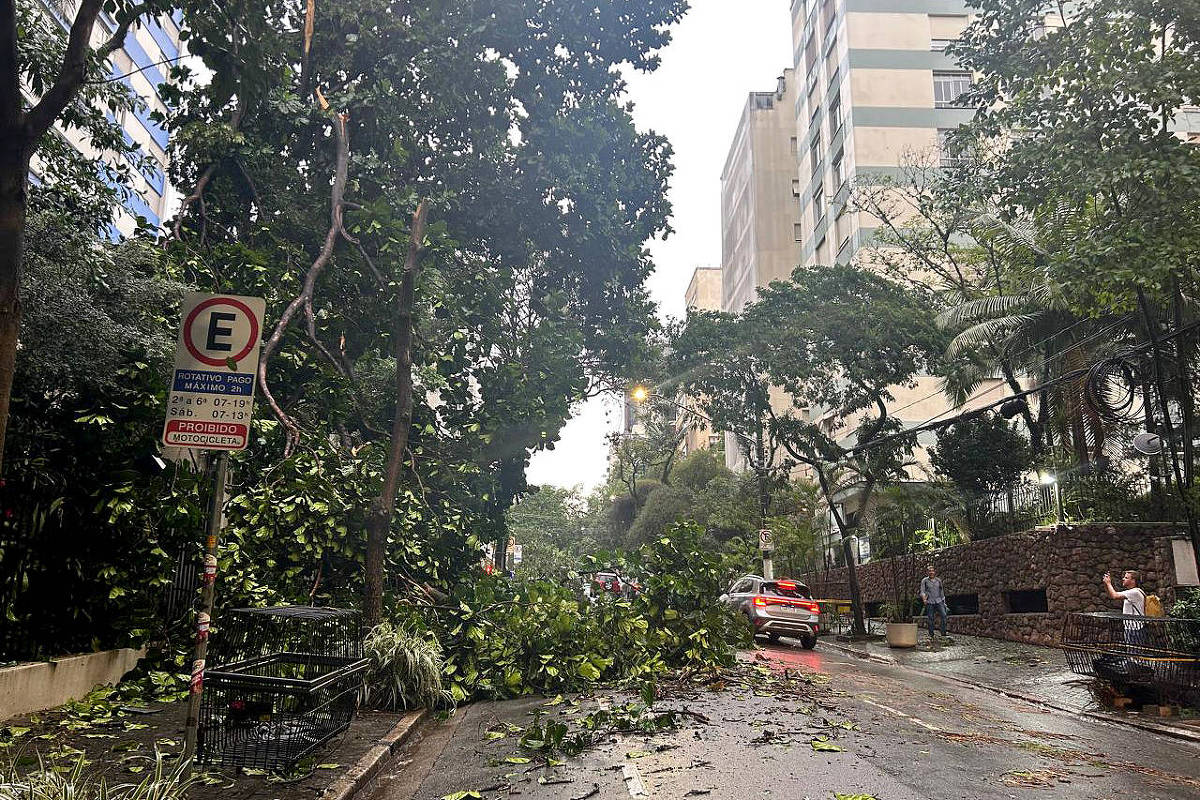 Mais de 340 árvores caíram durante temporal em SP; 63 mil estão sem luz