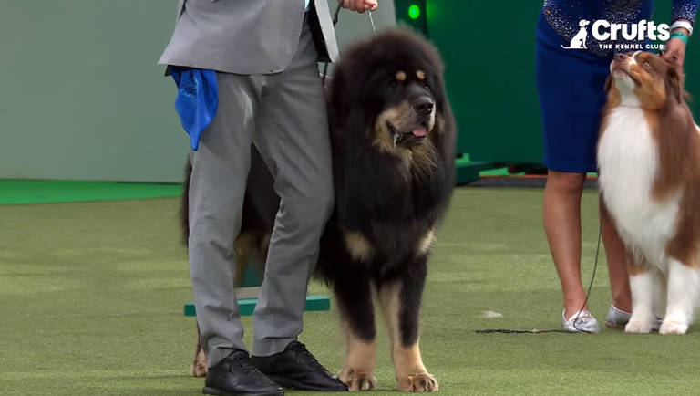 A imagem mostra um homem vestido com um terno cinza, segurando uma coleira de um cão da raça Tibetan Mastiff, que é grande e peludo, com uma pelagem predominantemente preta e algumas manchas marrons. Ao lado dele, uma mulher está com um cão da raça Collie, que é de pelagem longa e laranja. O fundo é verde, sugerindo um ambiente de competição de cães.