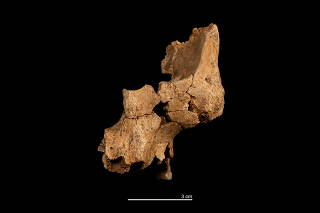 The fossil of the left midface of a hominin assigned to Homo affinis erectus is displayed at an undisclosed location
