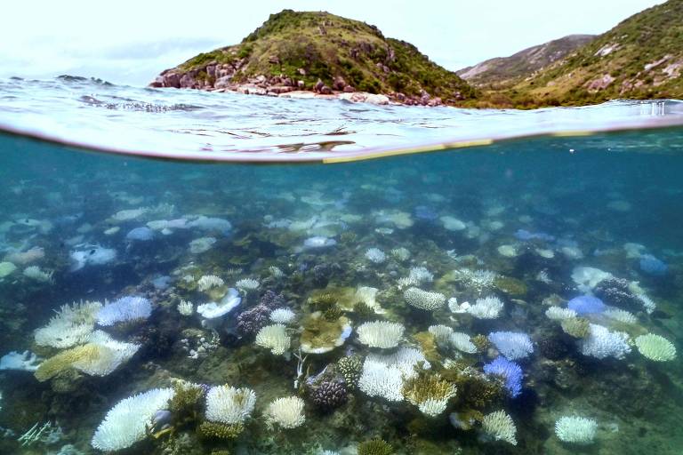 A imagem mostra uma vista subaquática de um recife de corais, com diversas formações coloridas e variadas. A parte superior da imagem exibe a linha da água, enquanto ao fundo é visível uma colina verdejante e montanhosa. O céu está nublado, e a luz do sol penetra na água, iluminando os corais.