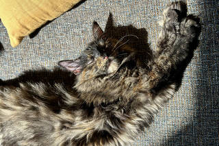 The authorÕs cat, Olive, who died in 2024. (Emily Anthes/The New York Times)