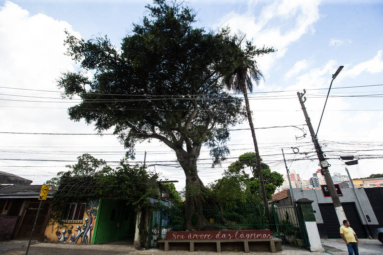 Figueira das lágrimas, a árvore mais antiga registrada na cidade