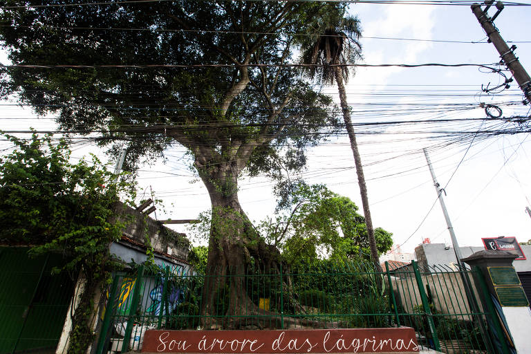 Figueira fica na estrada das Lágrimas, no Sacomã, e recebe esse nome por marcar ponto de despedida de quem deixava a cidade rumo ao porto de Santos